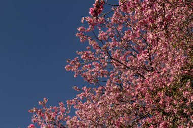 Arka planda gökyüzü mavisi olan bir sürü pembe dal. Ceiba speciosa