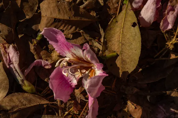 Yerde eski, kuru yaprakları olan pembe ipek pamuklu bir çiçek. Ceiba speciosa.