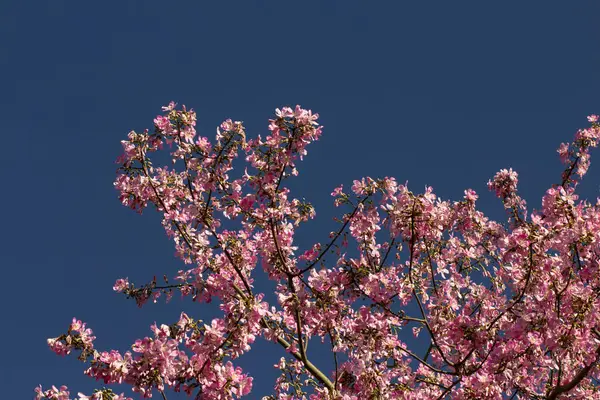 Mavi gökyüzüne karşı Ceiba Specosa 'nın birden fazla çiçek açan dallarının görüntüsü.