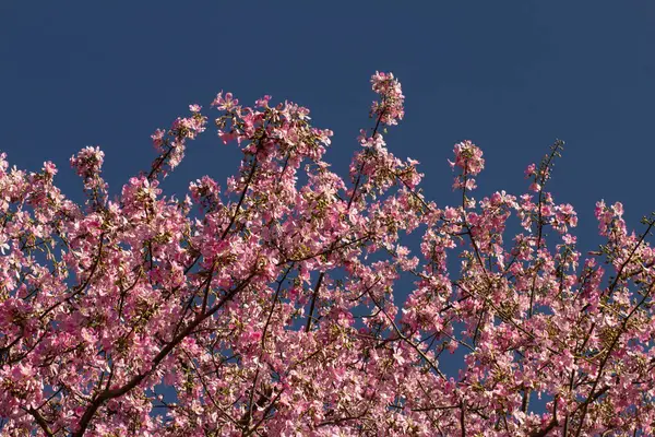 Açık gökyüzünün altında açan ipek-pamuk ağacının birçok dalının güzelliği. Ceiba speciosa.
