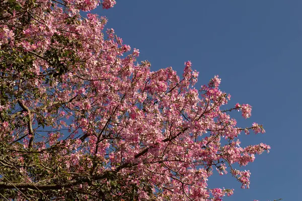 Açık gökyüzünün altında açan ipek-pamuk ağacının birçok dalının güzelliği. Ceiba speciosa.