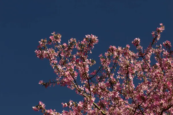 Mavi gökyüzüne karşı Ceiba Specosa 'nın birden fazla çiçek açan dallarının görüntüsü.