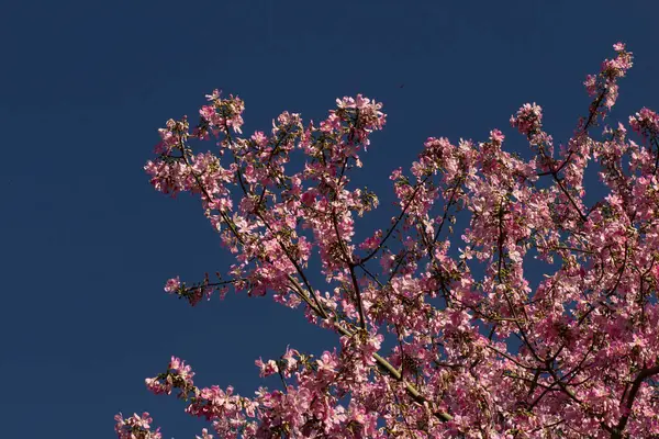 Arka planda gökyüzü mavisi olan bir sürü pembe dal. Ceiba speciosa