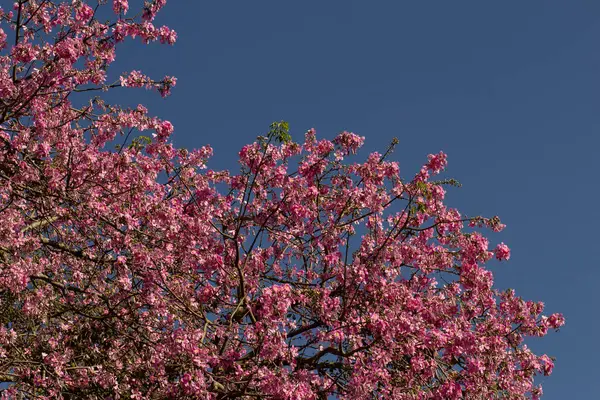 Mavi gökyüzü zeminine karşı tam çiçeklenmiş ipek-pamuk ağaçları sergileniyor. Ceiba speciosa.