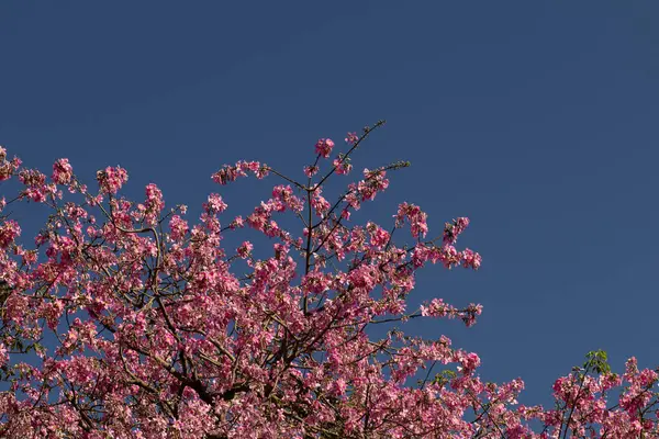  Mavi gökyüzü zeminine karşı tam çiçeklenmiş ipek-pamuk ağaçları sergileniyor. Ceiba speciosa.