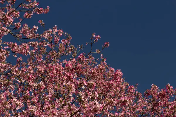 Mavi gökyüzüne karşı Ceiba Specosa 'nın birden fazla çiçek açan dallarının görüntüsü.