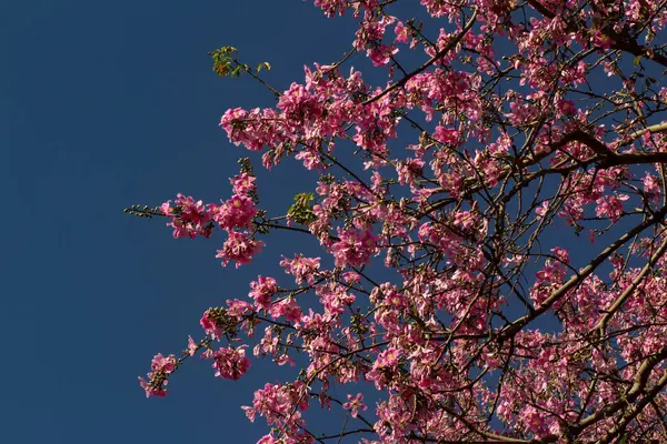 Arka planda gökyüzü mavisi olan bir sürü pembe dal. Ceiba speciosa