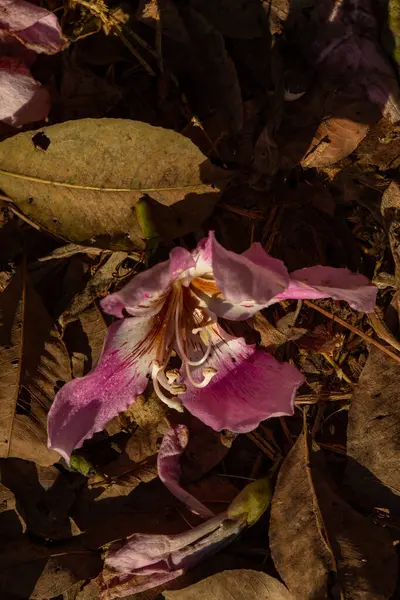 Yerde eski, kuru yaprakları olan pembe ipek pamuklu bir çiçek. Ceiba speciosa.
