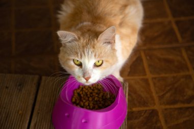Kızıl bir kedi verandadaki plastik kaseden yemek yiyor..