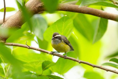 Yapraklı bir ağacın dalına tünemiş bir kuş. Pitangus sülfür.