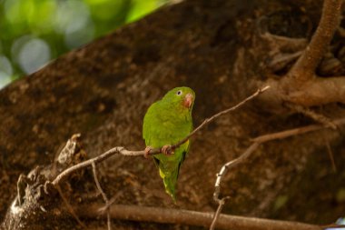 Parlak yeşil papağan vahşi bir ağaçta tünemiş..