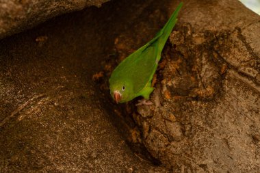 Canlı yeşil papağan gün ışığında bir ağaç gövdesinde dinleniyor.