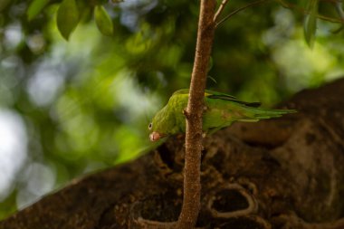 Ormanda bir ağaç dalında oturan egzotik muhabbet kuşu.