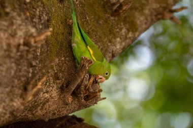 Yeşil tüylü kuş sessizce ağaç gövdesine tünedi.