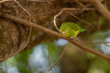 Canlı tüyleri olan muhabbet kuşu bir orman ağacı dalında duruyor..