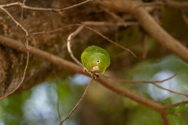 Canlı tüyleri olan muhabbet kuşu bir orman ağacı dalında duruyor.