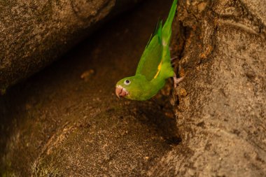 Kabuk kaplı ağaç gövdesine tünemiş renkli tropikal kuş.