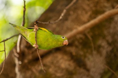 Doğal ortamdaki bir ağaç dalına tünemiş yeşil muhabbet kuşu..
