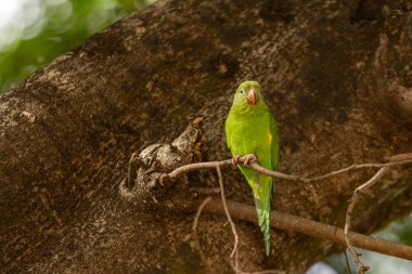 Canlı tüyleri olan muhabbet kuşu bir orman ağacı dalında duruyor..