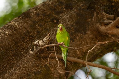 Kaba bir ağaç dalında sakince oturan küçük yeşil muhabbet kuşu..