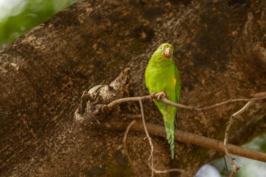 Canlı yeşil papağan gün ışığında bir ağaç gövdesinde dinleniyor.