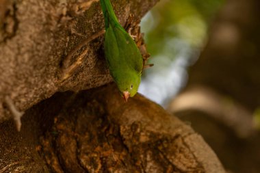Ormanda bir ağaç dalında oturan egzotik muhabbet kuşu.