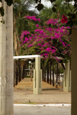  Goiania 'daki tarihi Avenida Goias' ta begonvilli Pergola çiçek açtı..
