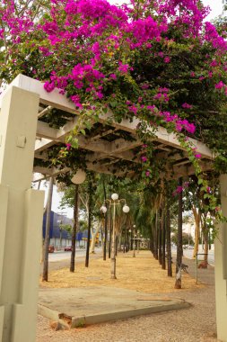 Goias Bulvarı 'nın merkezinde begonvilli pergola manzarası.