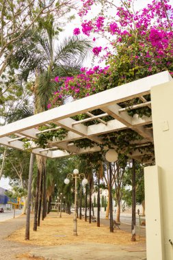 Goiania 'nın ana caddelerinden biri olan Avenida Goias' ta begonvilli Pergola çiçek açtı..