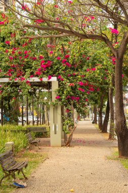  Pergola Avenida Goias 'ın merkez çiçek tarlasında begonville çiçekli..