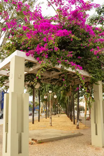 Goias Bulvarı 'nın merkezinde begonvilli pergola manzarası.