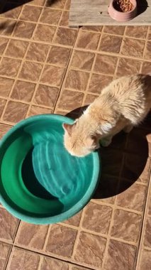 Kızıl bir kedinin balkonun zeminindeki yeşil bir kaseden su içişini gösteren video..