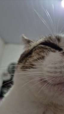 Tekir bir kedinin yüzüne çok yakın, mırıldanıyordu..