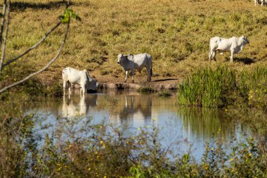  Su aynasıyla tarlada otlayan sığır sürüsü..