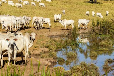  Su aynasıyla tarlada otlayan sığır sürüsü..