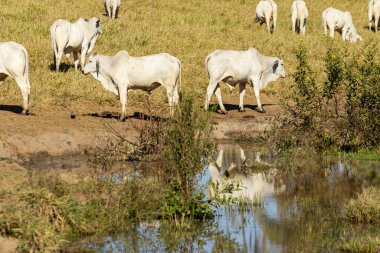 Su aynasıyla tarlada otlayan sığır sürüsü..