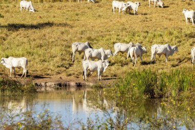 Sığırlar gölün kıyısında huzur içinde otluyor..