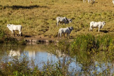 Sığırların otladığı ve gölün sularında yansımaları olan kırsal bölgeler..