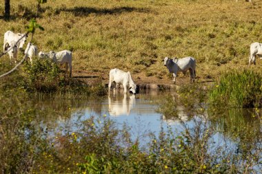 Gölden su içen bir hayvan ve diğer sığırlar huzur içinde otluyor. Görüntüleri suya yansıyor..