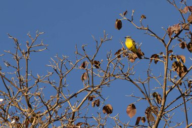 Kuru bir ağacın dalına tünemiş sarı bir kuş..