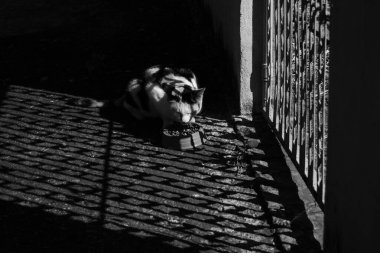 Kapının ızgarasından aydınlatılmış yemek yiyen bir kedi. Siyah ve beyaz resim.