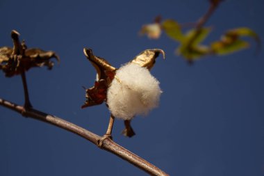 Arka planda gökyüzü olan bir pamuk fabrikasının dalına pamuk yumağı yakın..