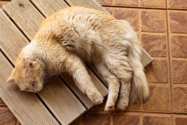 Uzun saçlı kızıl bir kedi, uzanıyor, yerde huzur içinde uyuyor..