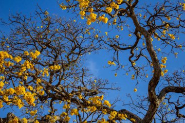 Tipik cerrado ağacı, düzensiz dallardan oluşan bir taç, birkaç sarı çiçek ve arka planda açık bir gökyüzü..