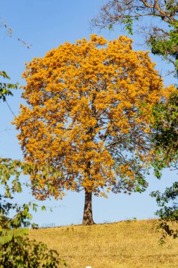  Çok güzel sarı bir ip ağacı, yapraklı, yuvarlak bir tacı var. Cerrado biyolojisi, ipe çiçekleri mevsiminde.