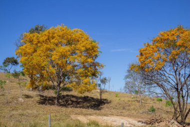 Çiçek açmış sarı sarmaşık ağaçları. Cerrado Biomu, ipe çiçekleri mevsiminde..