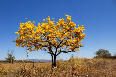 Tipik bir Goian manzarası, açık mavi gökyüzü gününde açan sarı bir sarp ağacı..