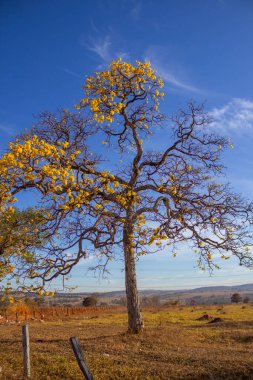 Dalları ve gövdesi bükülmüş, sarı çiçeklerle dolu, az bulutlu ve berrak bir gökyüzü olan bir sarmaşık ağacı..