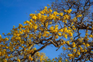 Açık mavi bir gökyüzünde bir sürü sarı çiçekli yapraklı bir ağacın dalları..