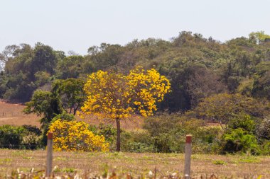 Çiçek açmış iki sarı sarmaşık ağacı. Cerrado biyolojisi, ipe çiçekleri mevsiminde.
